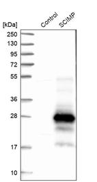 Western blot analysis in control (vector only transfected HEK293T lysate) and SCIMP over-expression lysate (Co-expressed with a C-terminal myc-DDK tag (~3.1 kDa) in mammalian HEK293T cells, LY404112).