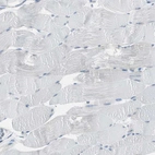 Immunohistochemical staining of human skeletal muscle shows no positivity in myocytes as expected.