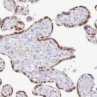 Immunohistochemical staining of human placenta shows moderate to strong nuclear positivity in trophoblastic cells.
