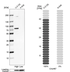 Western blot analysis in human cell line U-2 OS and human cell line A-549.