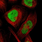 Immunofluorescent staining of human cell line U-2 OS shows localization to nucleoplasm.