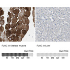 Anti-FLNC Antibody