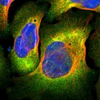 Immunofluorescent staining of human cell line U-2 OS shows localization to plasma membrane & cytosol.