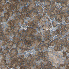 Immunohistochemical staining of human pancreas shows moderate cytoplasmic positivity in exocrine glandular cells.
