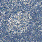 Immunohistochemical staining of human lymph node shows very weak cytoplasmic positivity in germinal center cells as expected.