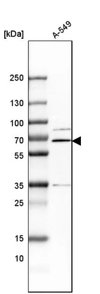 Western blot analysis in human cell line A-549.