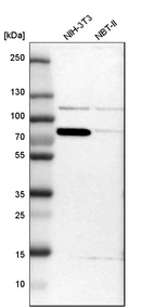 Western blot analysis in mouse cell line NIH-3T3 and rat cell line NBT-II.