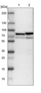 Lane 1: NIH-3T3 cell lysate (Mouse embryonic fibroblast cells)_br/_Lane 2: NBT-II cell lysate (Rat Wistar bladder tumour cells)