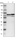 Anti-PDIA4 Antibody