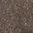 Immunohistochemical staining of human lymph node shows strong nuclear positivity in non-germinal center cells and germinal center cells.