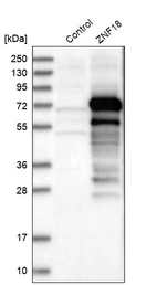 Western blot analysis in control (vector only transfected HEK293T lysate) and ZNF18 over-expression lysate (Co-expressed with a C-terminal myc-DDK tag (~3.1 kDa) in mammalian HEK293T cells, LY408218).