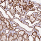 Anti-ZNF226 Antibody