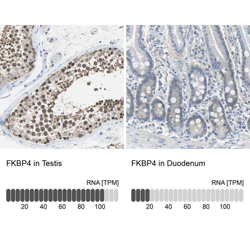 Anti-FKBP4 Antibody