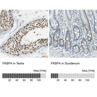 Anti-FKBP4 Antibody