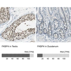 Anti-FKBP4 Antibody
