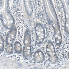 Anti-FKBP4 Antibody