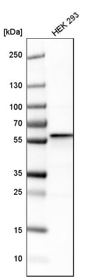Western blot analysis in human cell line HEK 293.