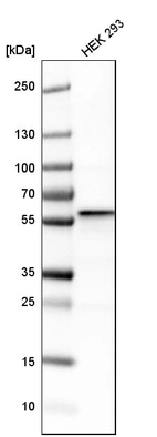 Western blot analysis in human cell line HEK 293.