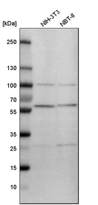 Western blot analysis in mouse cell line NIH-3T3 and rat cell line NBT-II.