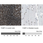 Anti-FUBP1 Antibody