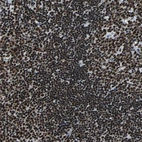 Immunohistochemical staining of human lymph node shows strong nuclear positivity in germinal center cells.