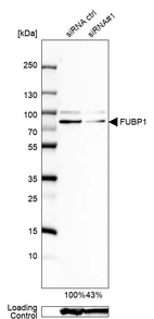 Western blot analysis in U2OS cells transfected with control siRNA, target specific siRNA probe #1, using Anti-FUBP1 antibody. Remaining relative intensity is presented. Loading control: Anti-GAPDH.