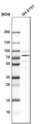 Western blot analysis in human cell line SH-SY5Y.