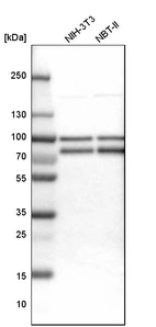 Western blot analysis in mouse cell line NIH-3T3 and rat cell line NBT-II.