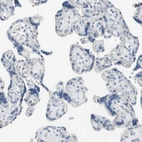 Immunohistochemical staining of human placenta shows no cytoplasmic positivity in trophoblastic cells as expected.