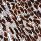 Immunohistochemical staining of human kidney shows moderate to strong positivity in apical membrane in cells in proximal tubules.