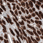 Immunohistochemical staining of human kidney shows moderate to strong positivity in apical membrane in cells in proximal tubules.