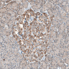 Immunohistochemical staining of human pancreas shows weak to moderate positivity in plasma membrane in islets of Langerhans.