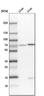 Western blot analysis in mouse liver tissue and rat liver tissue.