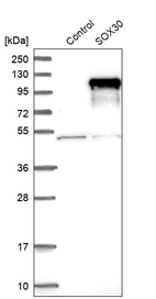 Western blot analysis in control (vector only transfected HEK293T lysate) and SOX30 over-expression lysate (Co-expressed with a C-terminal myc-DDK tag (~3.1 kDa) in mammalian HEK293T cells, LY405948).