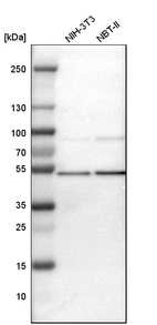 Western blot analysis in mouse cell line NIH-3T3 and rat cell line NBT-II.