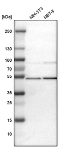 Western blot analysis in mouse cell line NIH-3T3 and rat cell line NBT-II.
