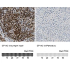 Anti-SP140 Antibody