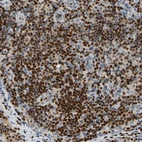 Immunohistochemical staining of human lymph node shows strong nuclear positivity in lymphoid cells.