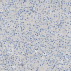 Immunohistochemical staining of human pancreas shows no nuclear positivity in exocrine glandular cells as expected.