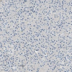 Immunohistochemical staining of human pancreas shows no nuclear positivity in exocrine glandular cells as expected.