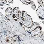 Immunohistochemical staining of human placenta shows strong nuclear positivity in trophoblastic cells.