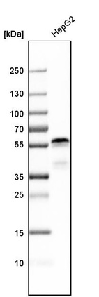 Western blot analysis in human cell line HepG2.