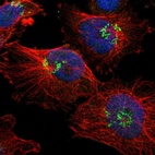 Immunofluorescent staining of human cell line U-251 MG shows localization to nucleoplasm & the Golgi apparatus.