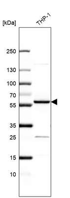 Anti-ZNF230 Antibody