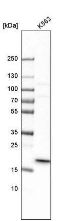 Western blot analysis in human cell line K562.