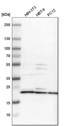 Western blot analysis in mouse cell line NIH-3T3, rat cell line NBT-II and rat cell line pC12.