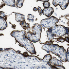 Immunohistochemical staining of human placenta shows strong membranous positivity in trophoblastic cells.