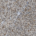 Immunohistochemical staining of human pancreas shows strong nuclear positivity in exocrine glandular cells.