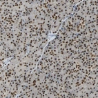 Immunohistochemical staining of human pancreas shows strong nuclear positivity in exocrine glandular cells.