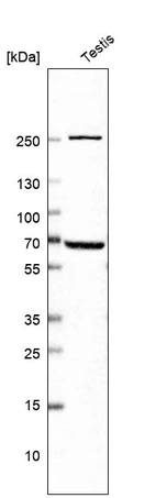 Western blot analysis in human testis tissue.